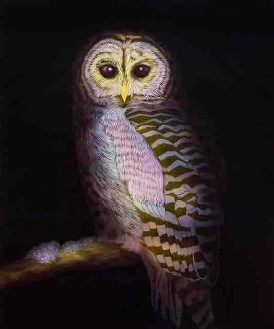 Untitled (Owl)